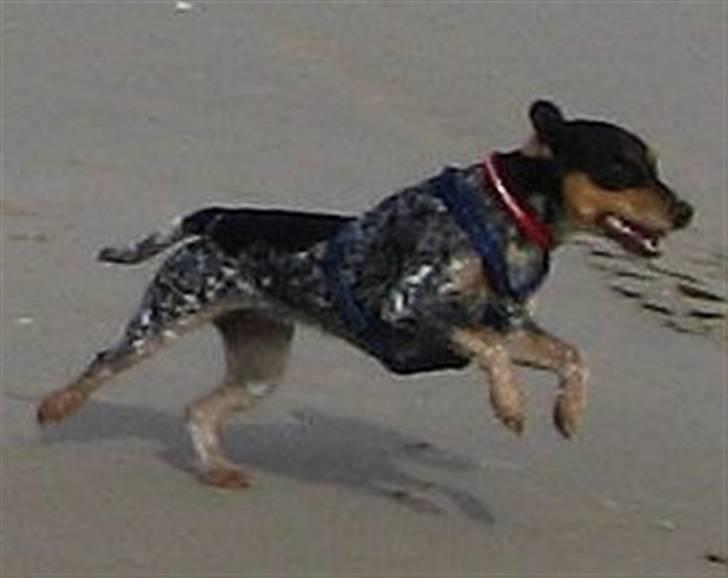 Blanding af racer Sandie - Fuld fart på stranden i Løkken. Ferie i august 2009. billede 7