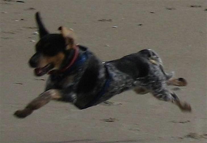 Blanding af racer Sandie - Fuld fart på stranden i Løkken. Ferie i august 2009. billede 8