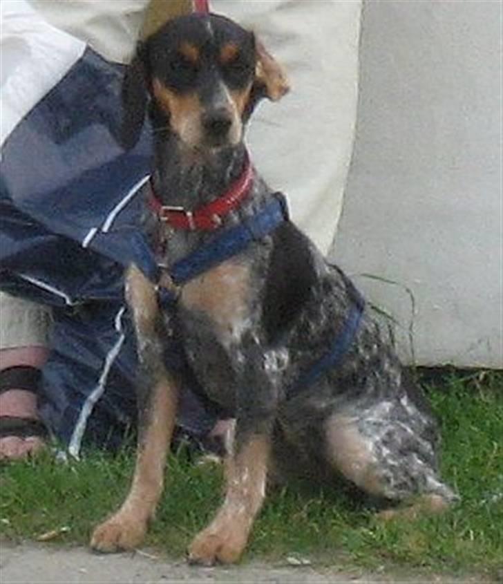 Blanding af racer Sandie - Venter pænt - ferie i Løkken, august 2009. billede 9