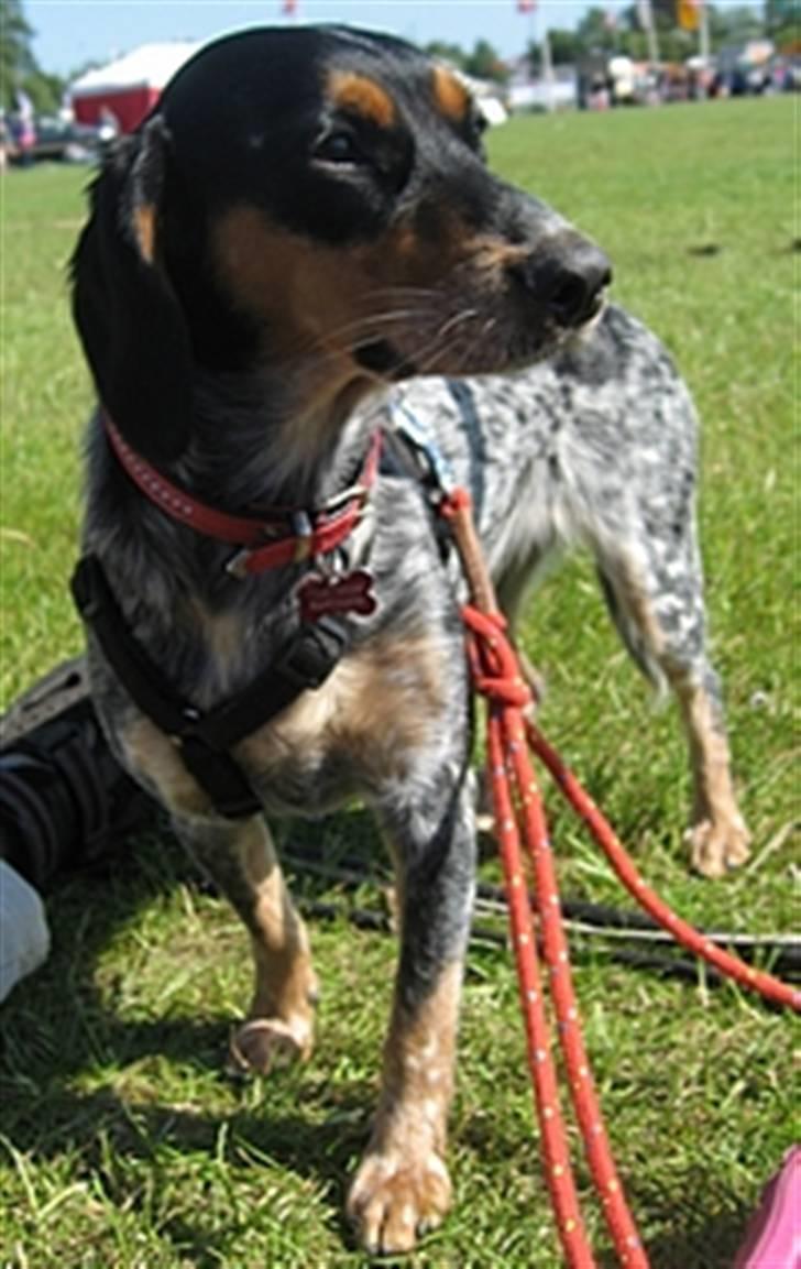 Blanding af racer Sandie - Med som tilskuer på Horsens Fællesskue - juni 2009 - selvfølgelig i forreste række! billede 10