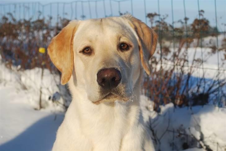 Labrador retriever Cooper - December 09 billede 18