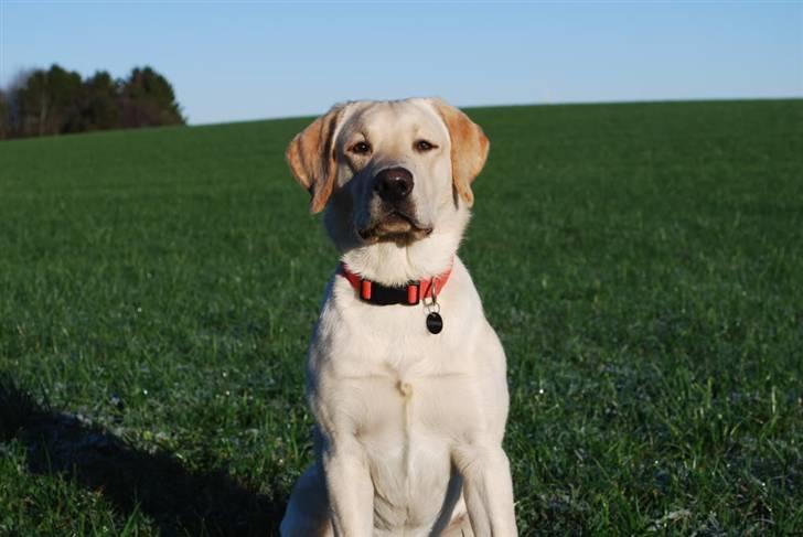Labrador retriever Cooper - Leger I am the master of bondemandens mark billede 19