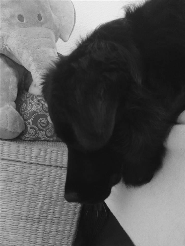 Blanding af racer Bølle billede 7