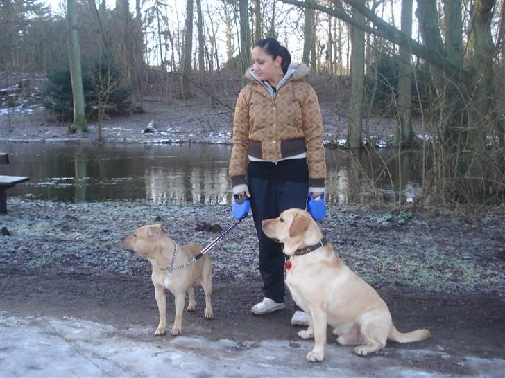 Blanding af racer Joe (himmelhund) - Dec. 09 billede 19