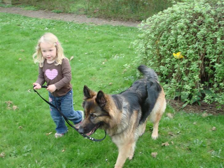 Schæferhund Molly <3 - En god gåtur med Victoria ;) billede 7