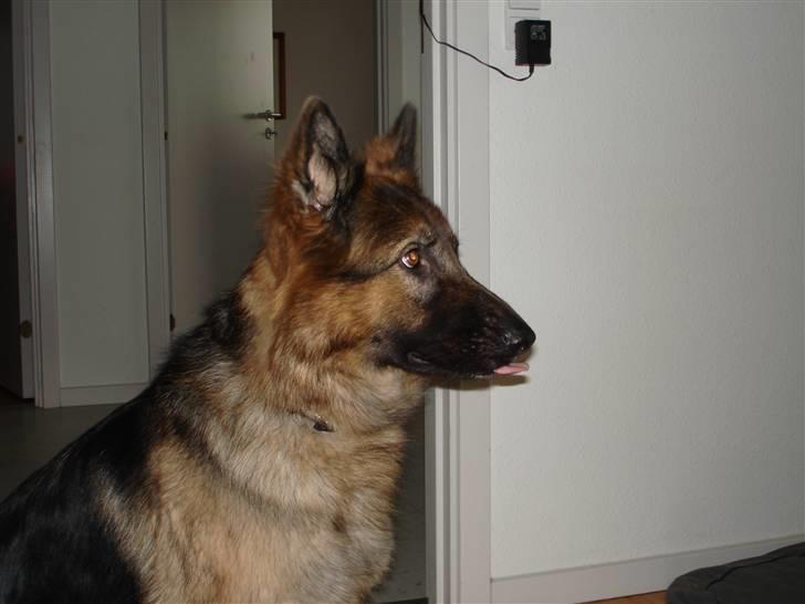 Schæferhund Molly <3 billede 9