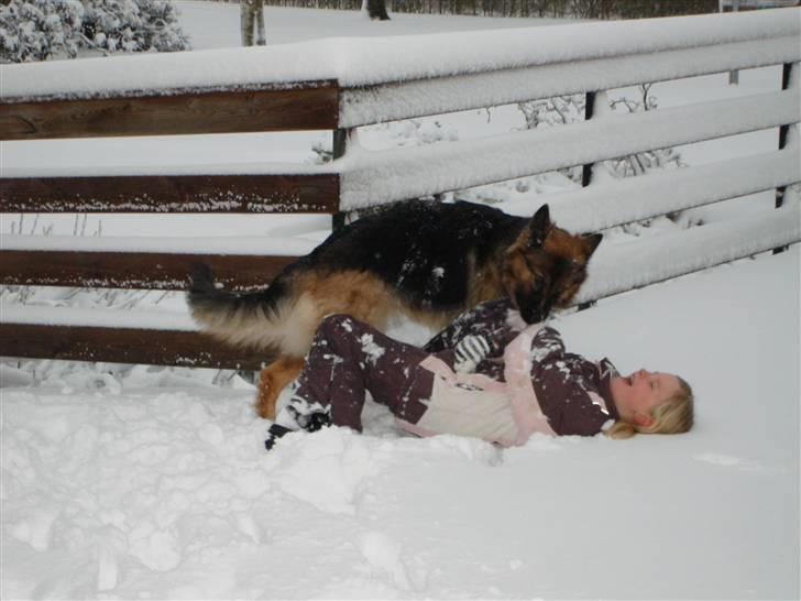 Schæferhund Molly <3 - " Snekamp!! " 2007 billede 8