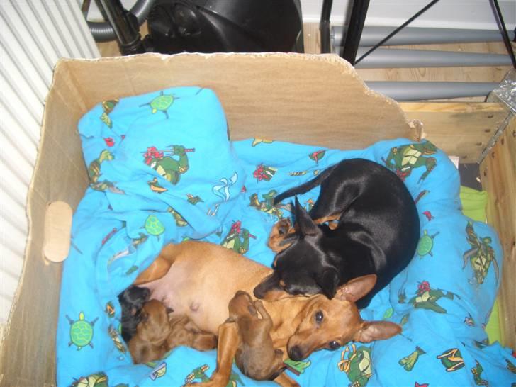 Dvaergpinscher Diva<3 30 april - Her ligger jeg sammen med mor og mine små søskende og passer på dem:) billede 17