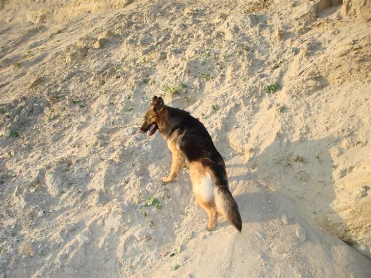 Schæferhund Molly <3 billede 10