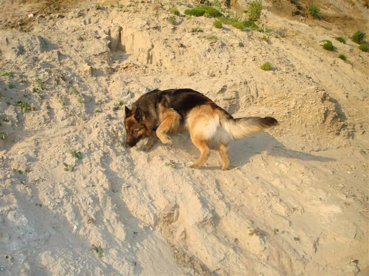 Schæferhund Molly <3 billede 12