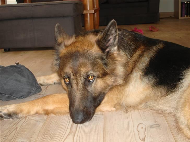 Schæferhund Molly <3 - Jeg har ike gjordt noget ;-D billede 13