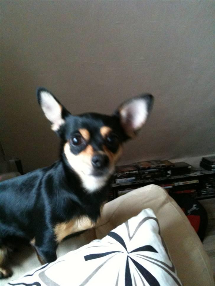 Blanding af racer Ulla billede 10