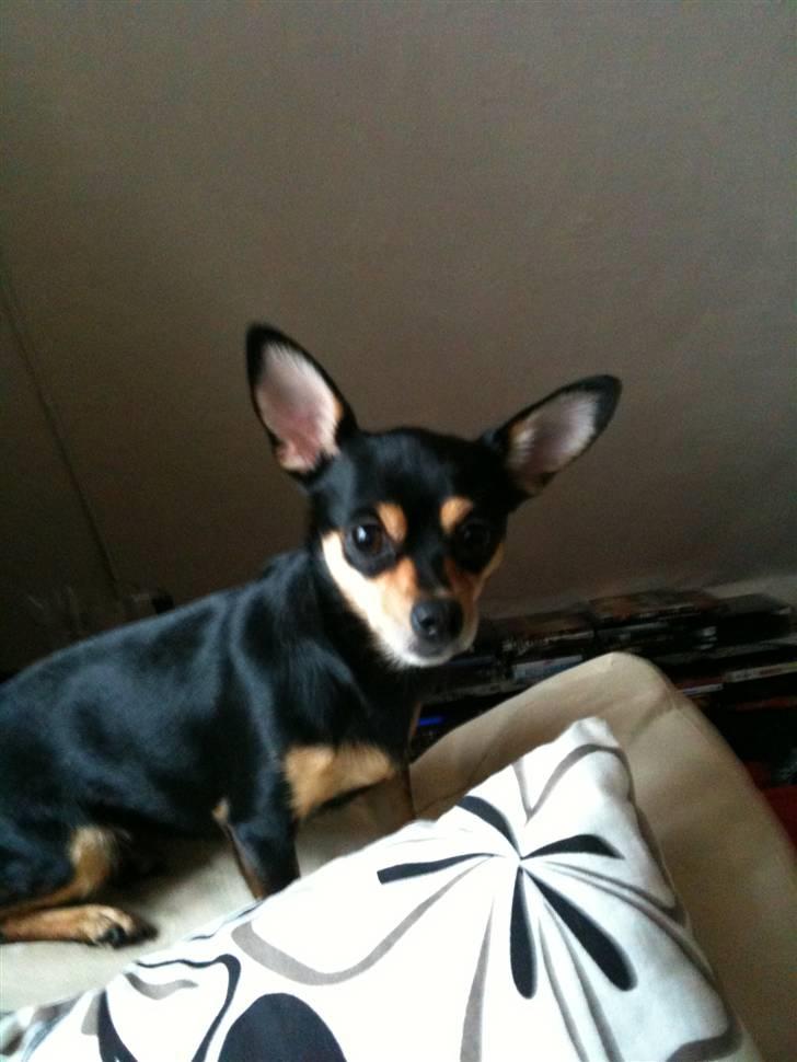 Blanding af racer Ulla billede 11