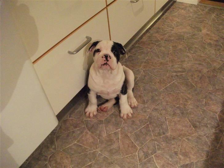Olde victorian bulldogge Macho (Fået ny god ejer) billede 1