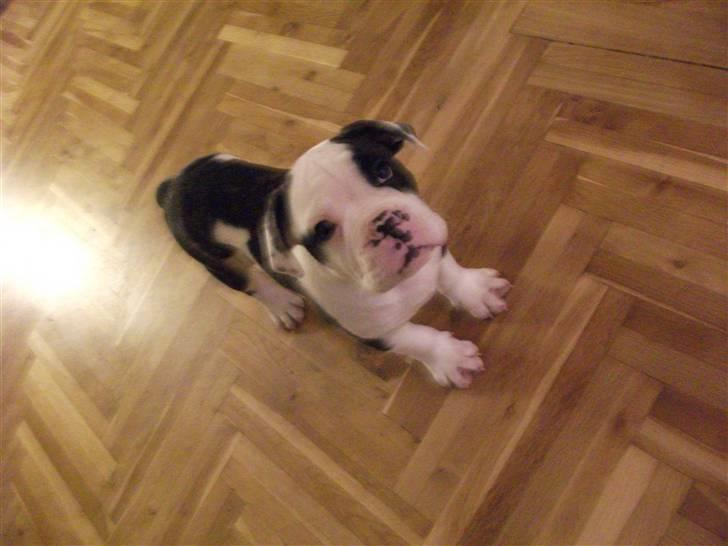 Olde victorian bulldogge Macho (Fået ny god ejer) billede 2