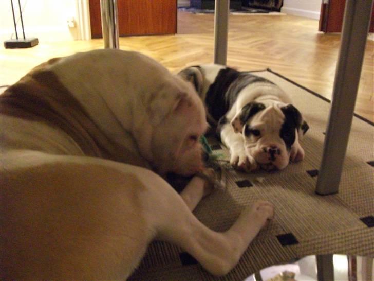 Olde victorian bulldogge Macho (Fået ny god ejer) billede 3