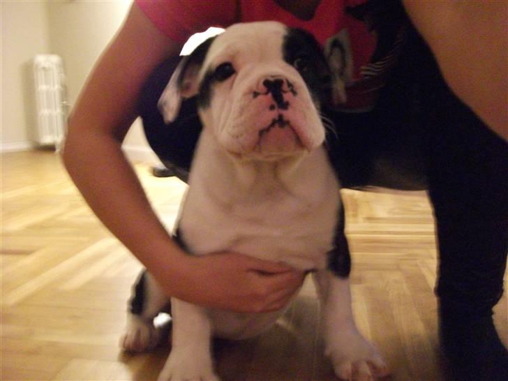 Olde victorian bulldogge Macho (Fået ny god ejer) billede 4