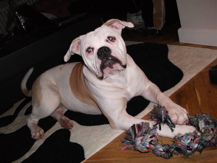 Olde english bulldogge Kecia (R.I.P.) billede 7