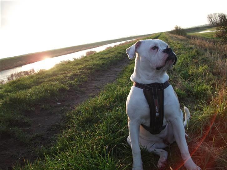 Olde english bulldogge Kecia (R.I.P.) billede 8