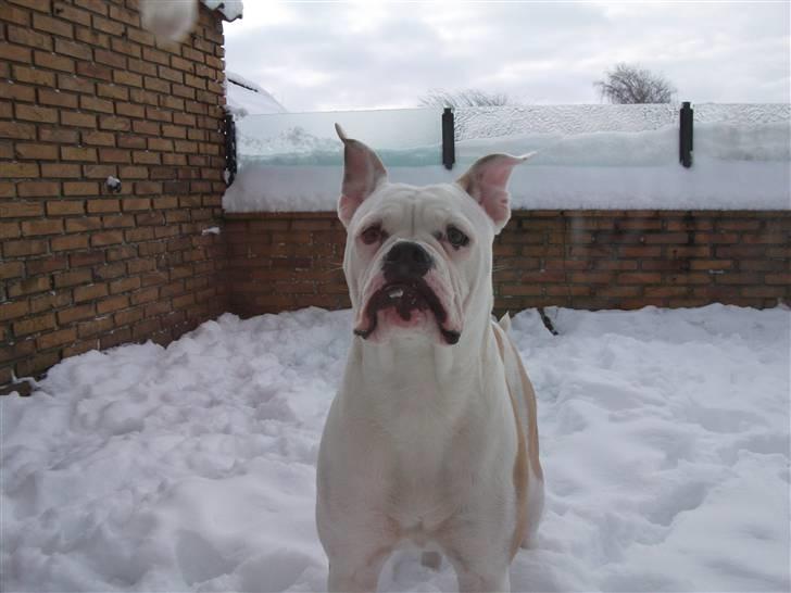 Olde english bulldogge Kecia (R.I.P.) - Når Kecia har haft hoved nedad for længe, især når det er koldt, stritter ørene lige op i vejret! billede 9