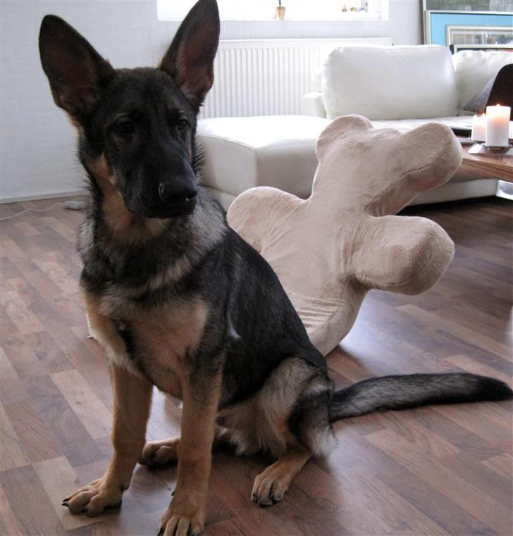 Schæferhund Abardi Chaos billede 1