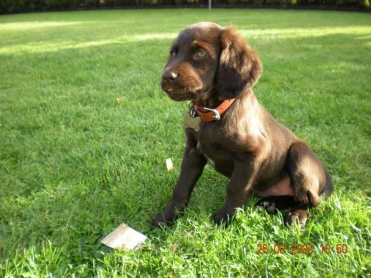 Langhåret hønsehund Chica billede 1