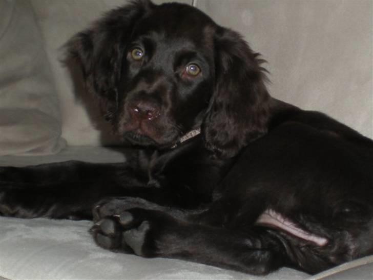 Langhåret hønsehund Chica billede 2