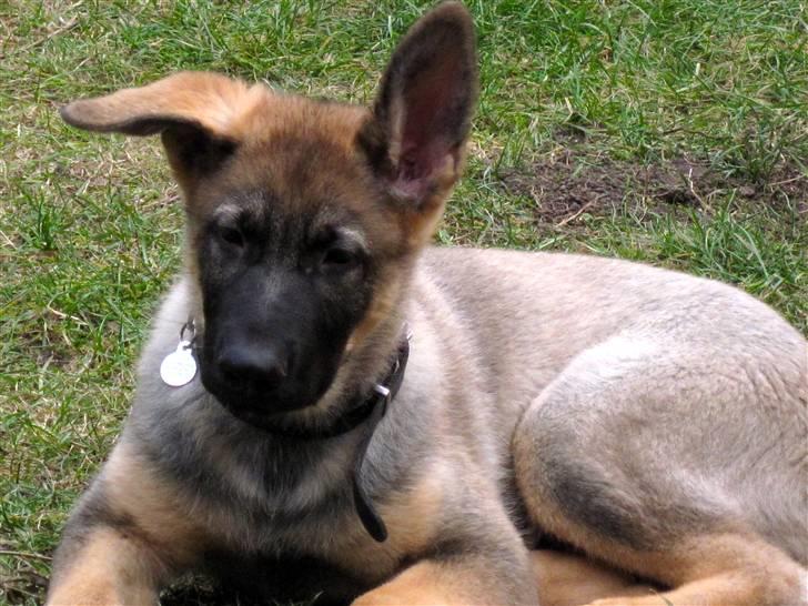 Schæferhund Abardi Chaos billede 2