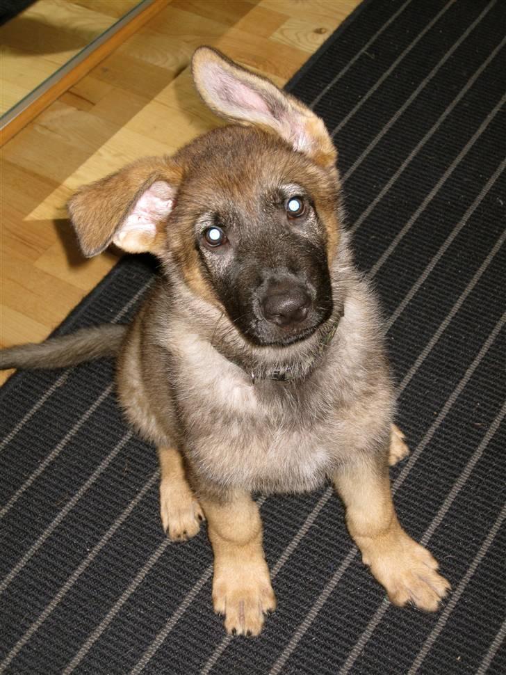 Schæferhund Abardi Chaos billede 3