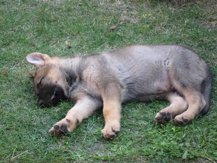 Schæferhund Abardi Chaos billede 4