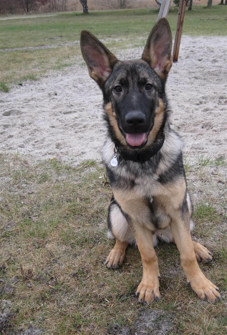 Schæferhund Abardi Chaos billede 5