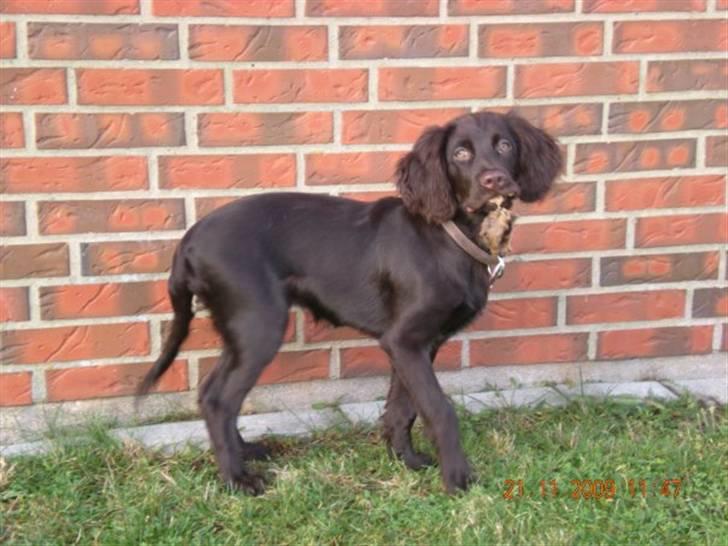 Langhåret hønsehund Chica - Vores skønne hund Chica med et knap så lækkert kødben :-) billede 3