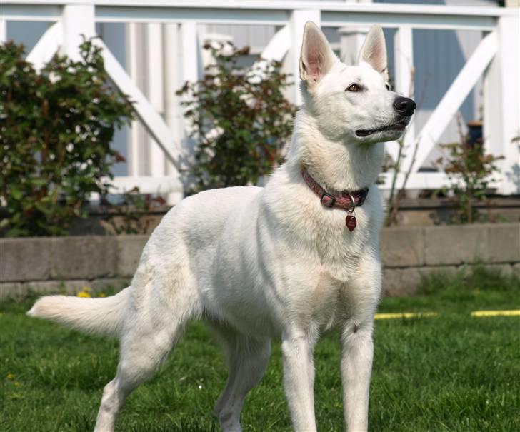 Hvid schæfer Kennel Assia's Athene billede 1