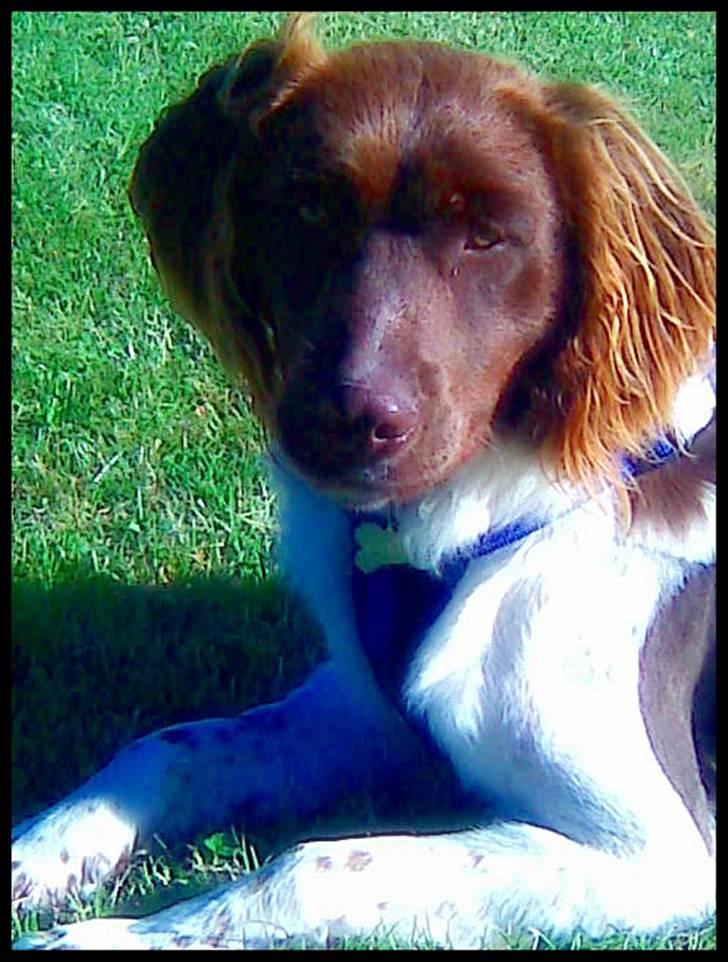 Kleiner münsterländer  | Balder - Min hund ... MÅ IKKE KOPIRES billede 2