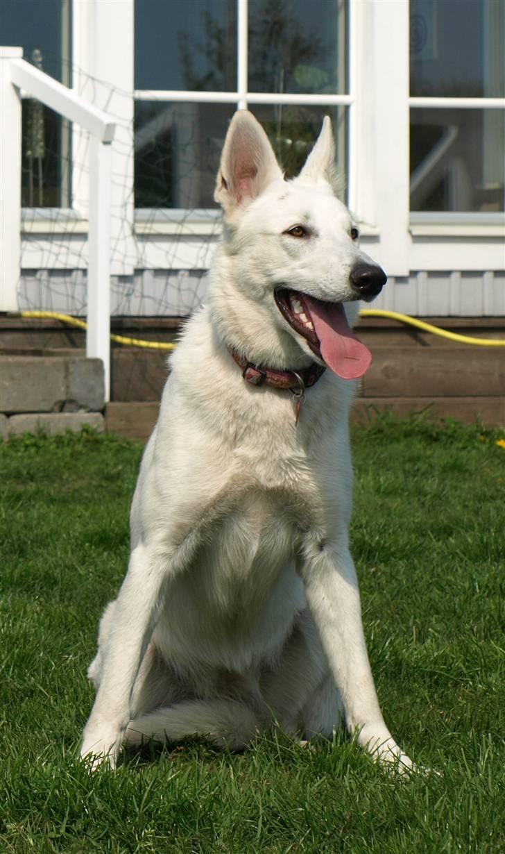 Hvid schæfer Kennel Assia's Athene billede 3