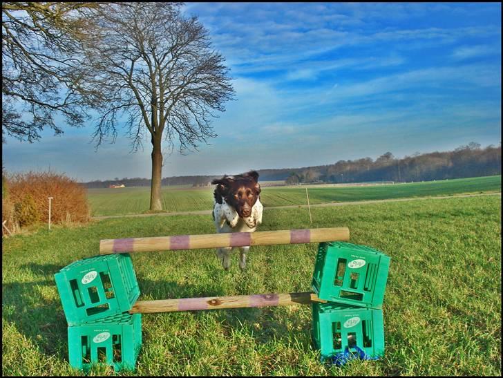 Kleiner münsterländer  | Balder - Træning ... MÅ IKKE KOPIRES billede 3