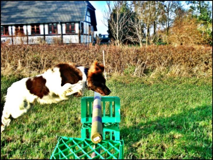 Kleiner münsterländer  | Balder - Træning ... MÅ IKKE KOPIRES billede 4
