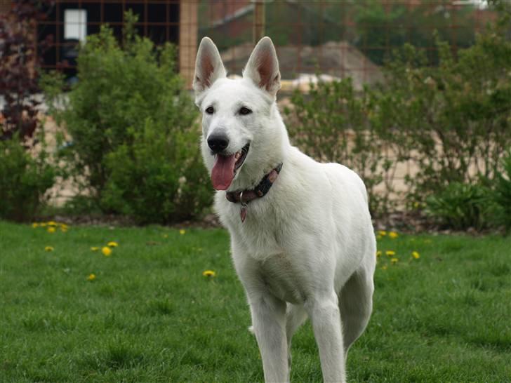 Hvid schæfer Kennel Assia's Athene billede 5