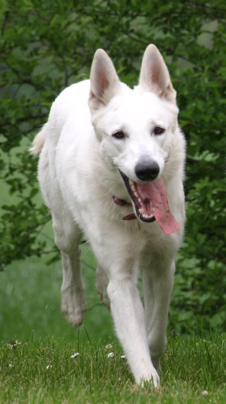 Hvid schæfer Kennel Assia's Athene billede 6