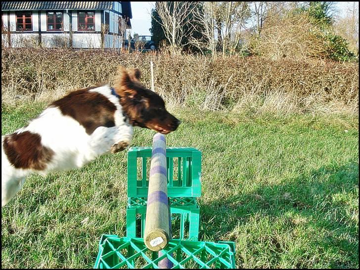 Kleiner münsterländer  | Balder - Træning ... MÅ IKKE KOPIRES billede 5