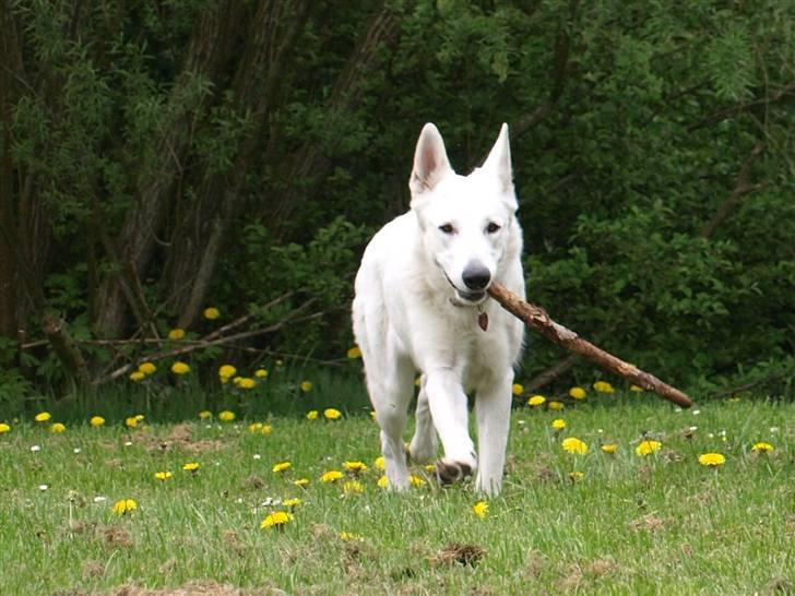 Hvid schæfer Kennel Assia's Athene billede 7