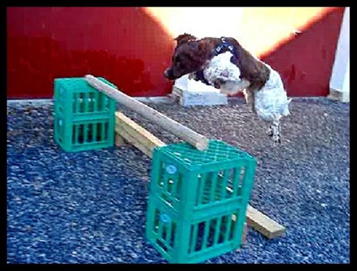 Kleiner münsterländer  | Balder - Træning ... MÅ IKKE KOPIRES billede 6