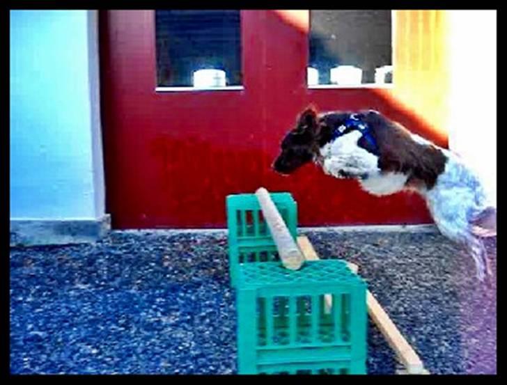 Kleiner münsterländer  | Balder - Træning ... MÅ IKKE KOPIRES billede 7