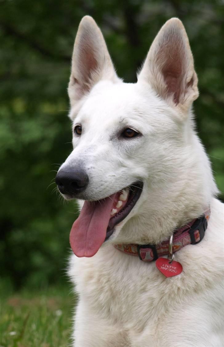 Hvid schæfer Kennel Assia's Athene billede 9