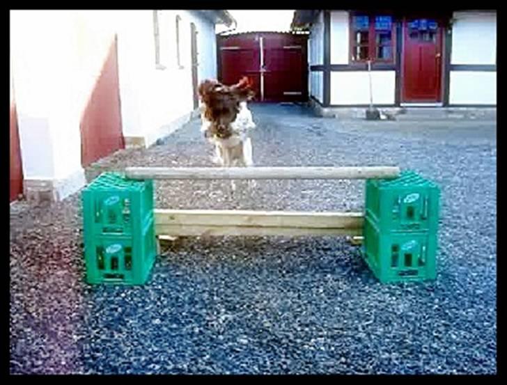 Kleiner münsterländer  | Balder - Træning ... MÅ IKKE KOPIRES billede 8