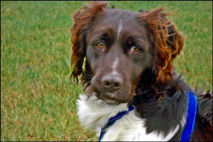 Kleiner münsterländer  | Balder - Min hund ... MÅ IKKE KOPIRES billede 9