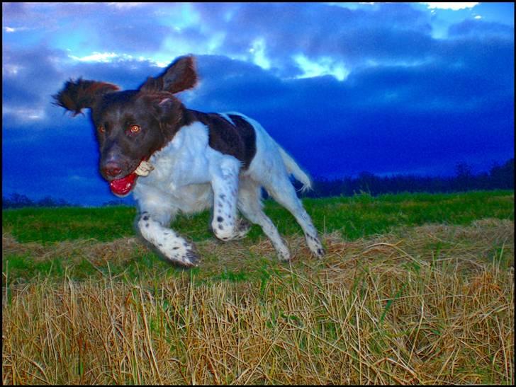 Kleiner münsterländer  | Balder - Natur-spring (dette er IKKE et animationsbillede) ... MÅ IKKE KOPIRES billede 10