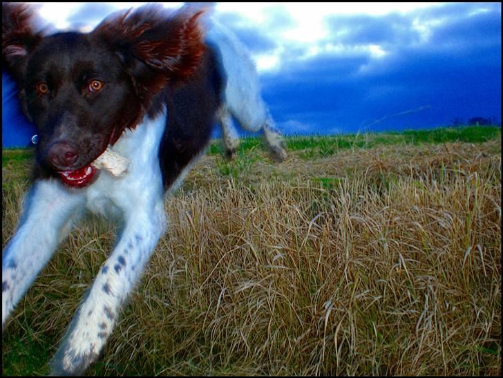Kleiner münsterländer  | Balder - Natur-spring (dette er IKKE et animationsbillede) ... MÅ IKKE KOPIRES billede 11