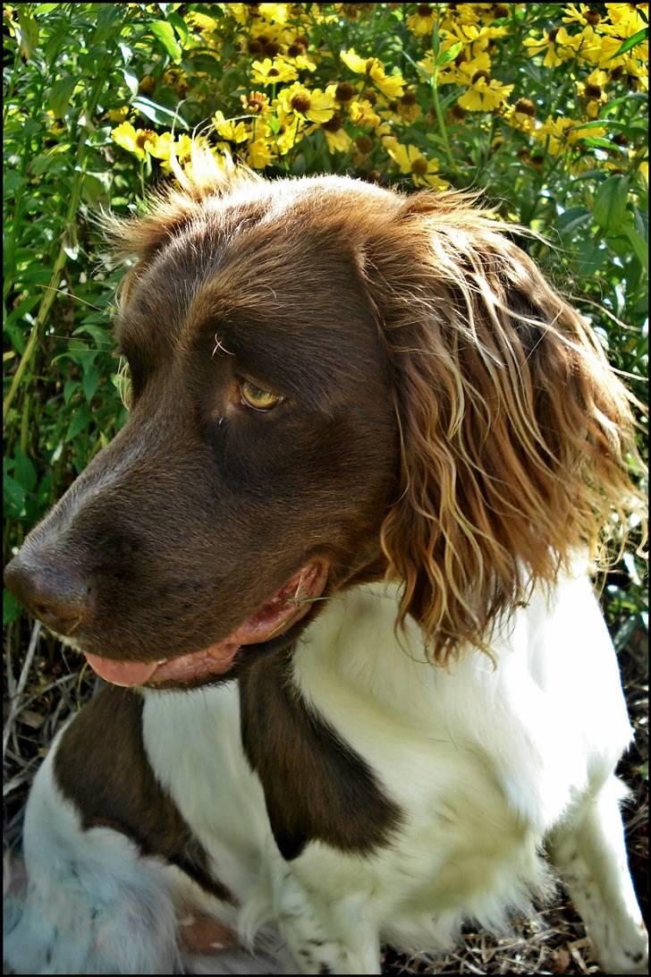 Kleiner münsterländer  | Balder - Min hund ... MÅ IKKE KOPIRES billede 13