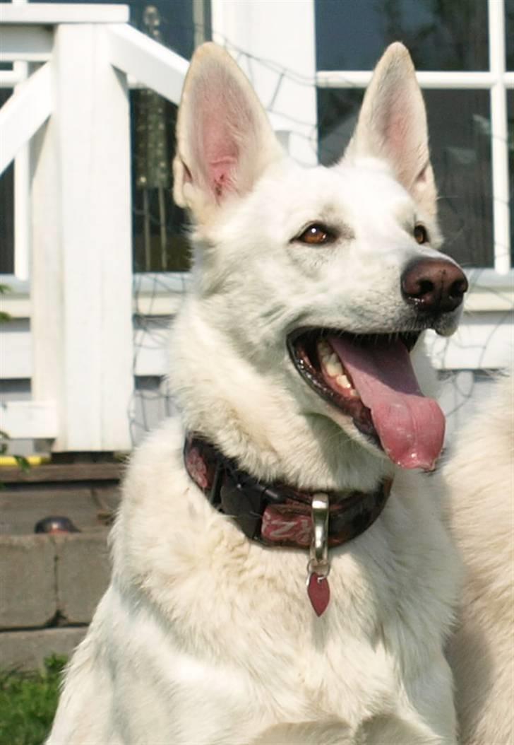 Hvid schæfer Oxholm's Assia billede 1